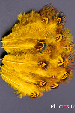 Faisan doré - 5-8 cm - menthe-jaune